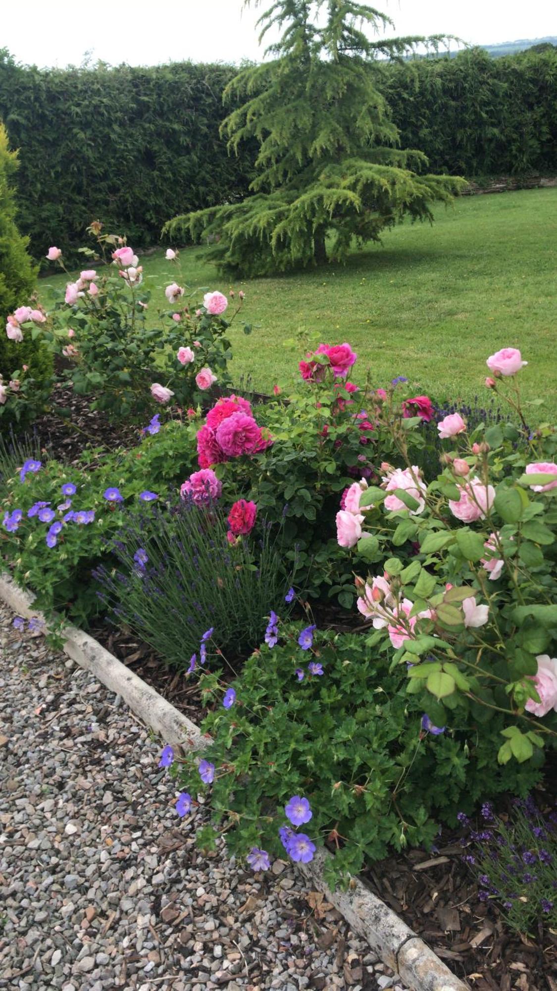 Rock Park Farm - Home From Home Accommodation Yeoford Extérieur photo
